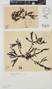 Gracilaria denticulata image