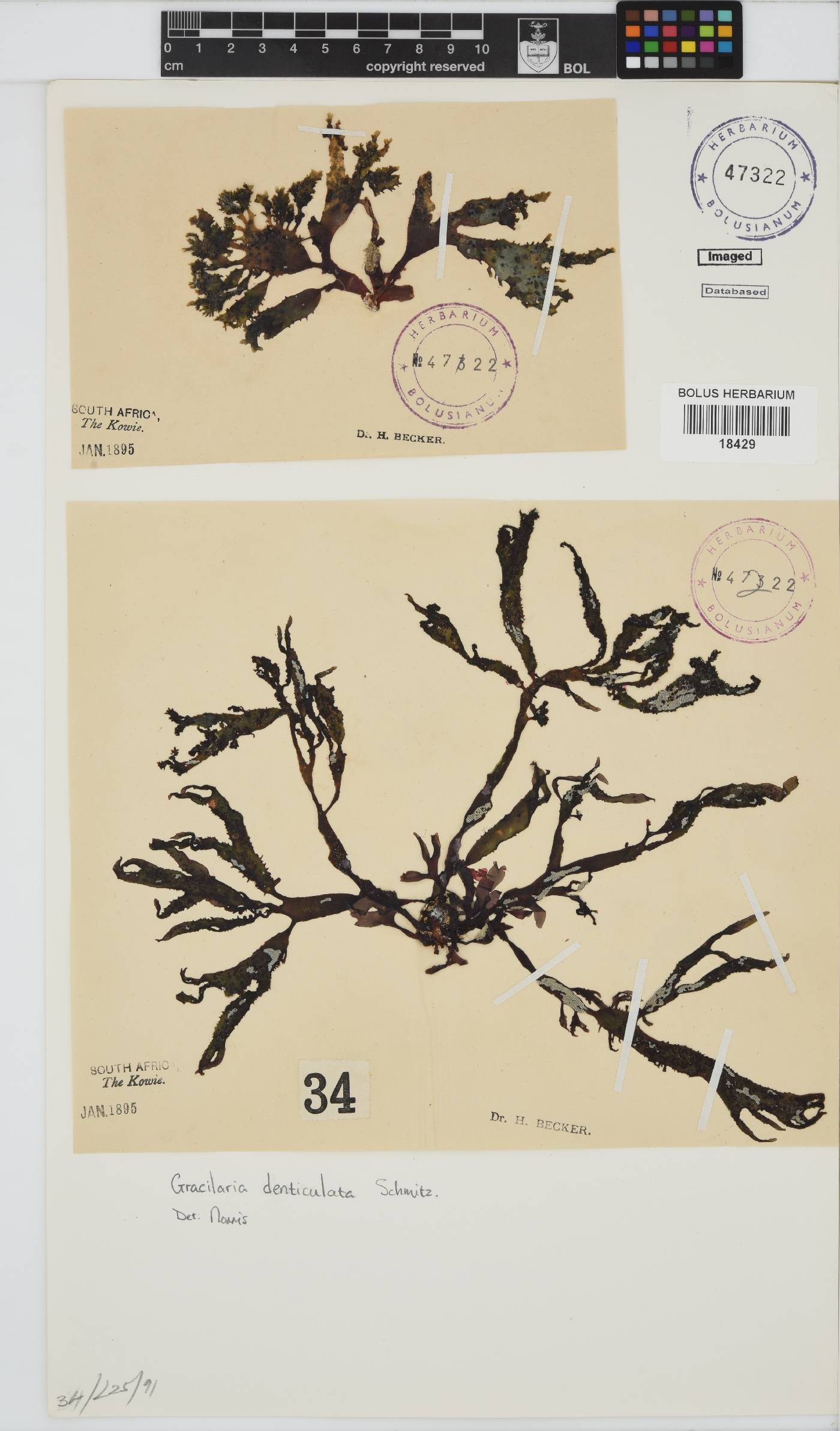 Gracilaria denticulata image