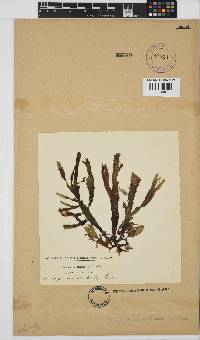 Gracilaria denticulata image