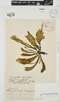Gracilaria denticulata image