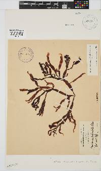 Gracilaria denticulata image