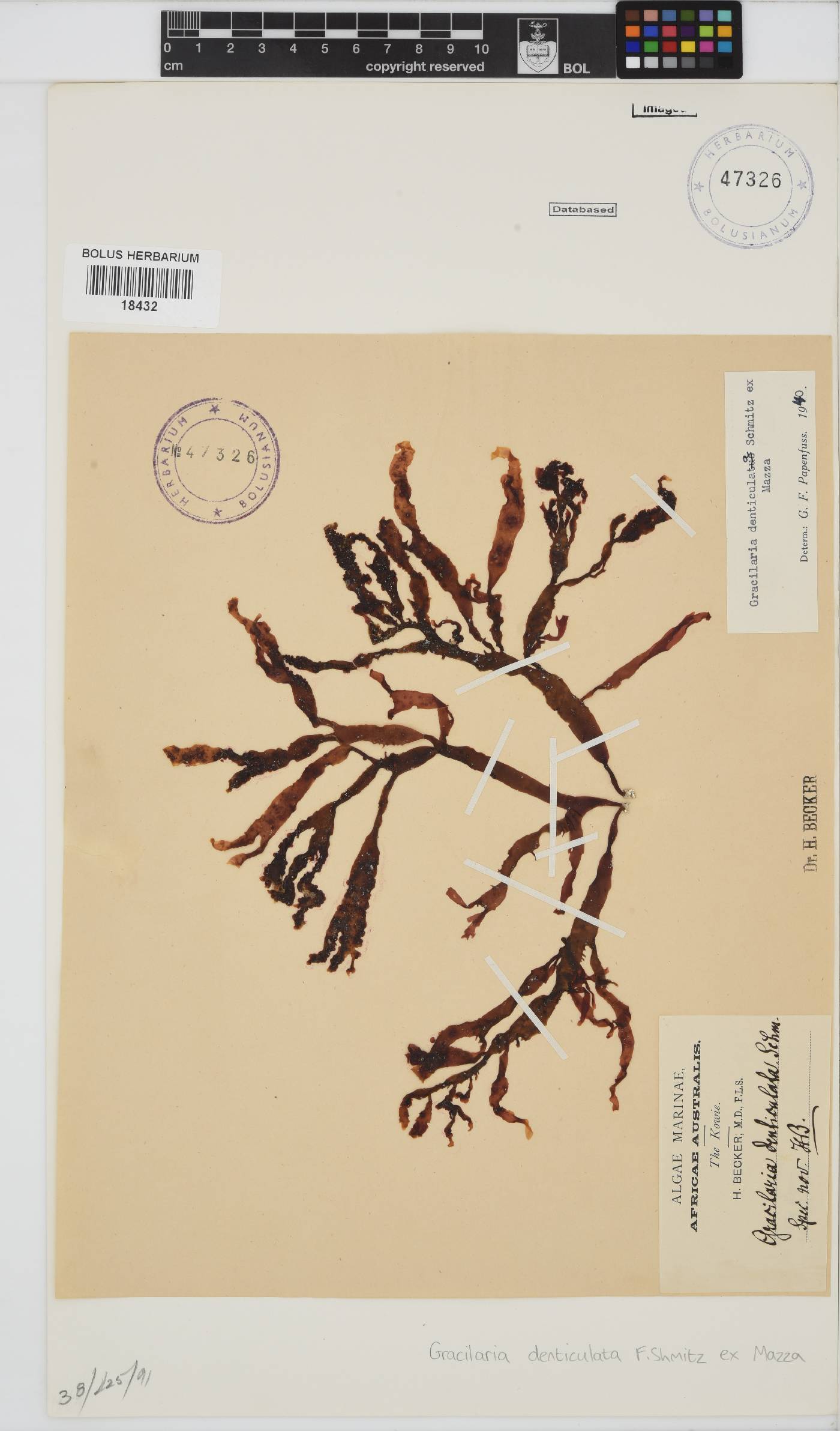 Gracilaria denticulata image