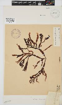 Gracilaria denticulata image