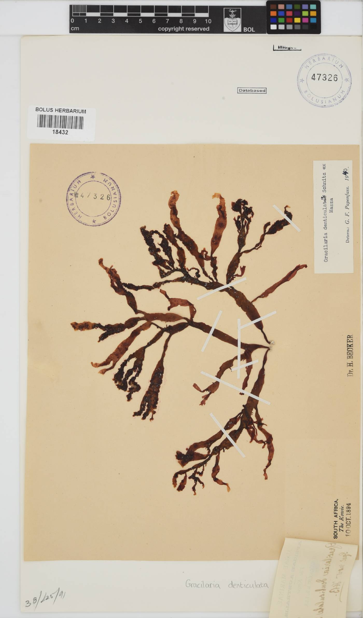 Gracilaria denticulata image