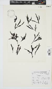 Gracilaria denticulata image