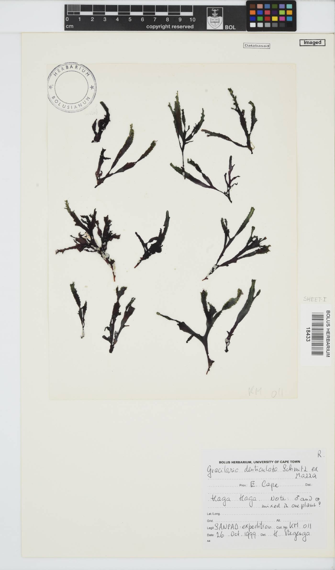 Gracilaria denticulata image