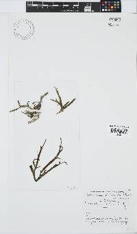 Gracilaria denticulata image