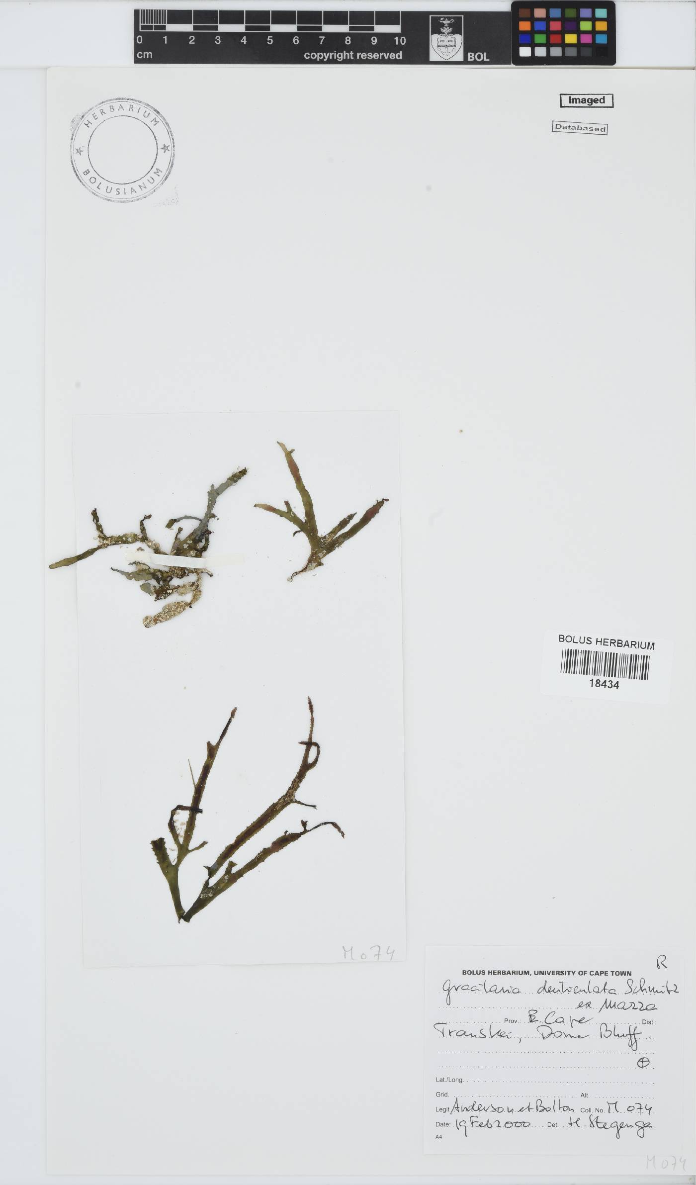 Gracilaria denticulata image