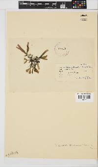 Gracilaria denticulata image