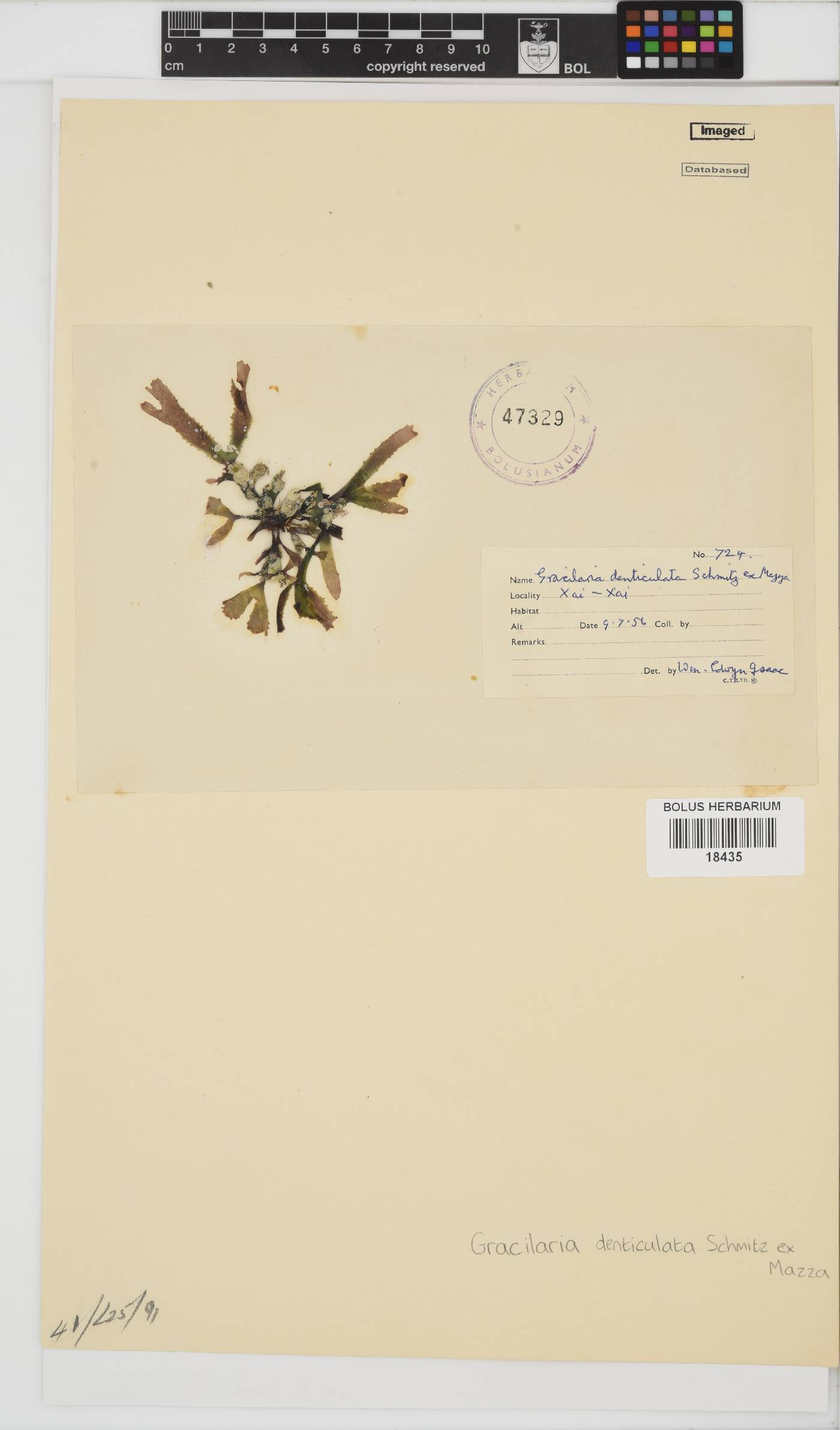 Gracilaria denticulata image