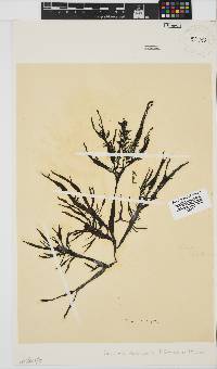 Gracilaria denticulata image