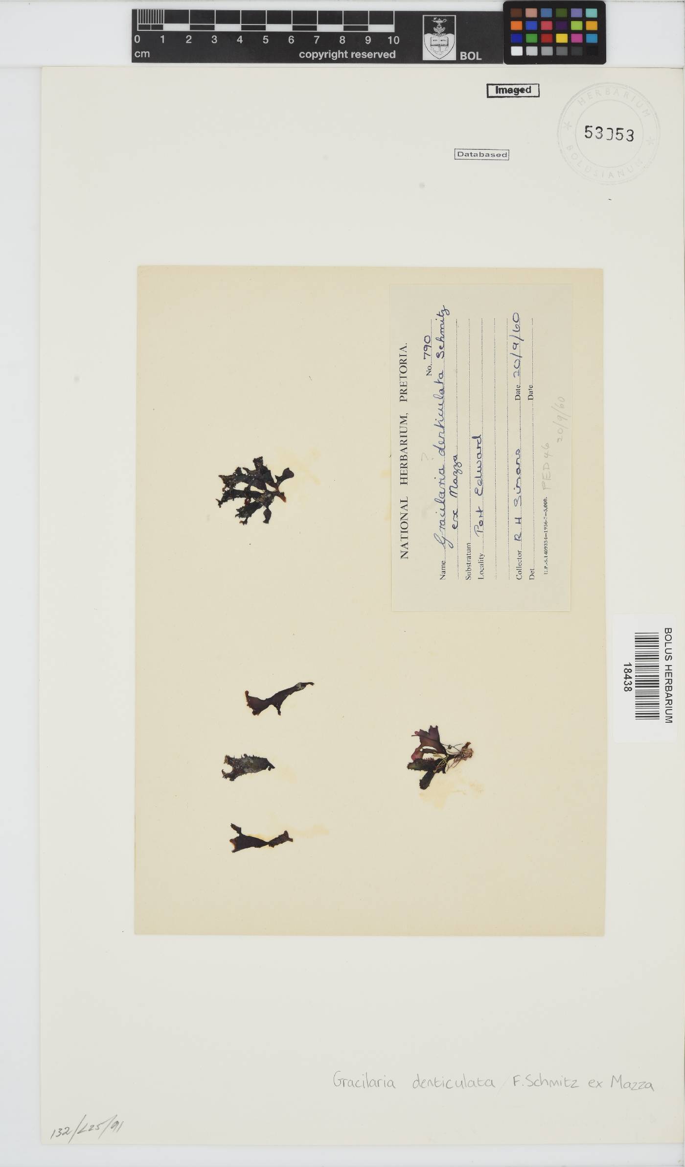 Gracilaria denticulata image