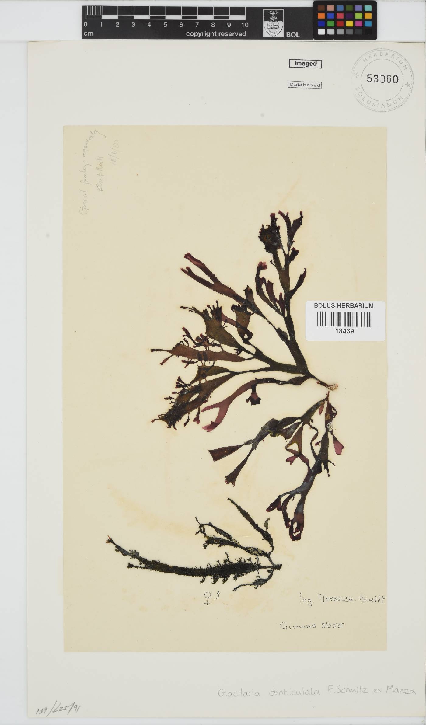 Gracilaria denticulata image