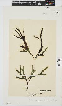Gracilaria denticulata image