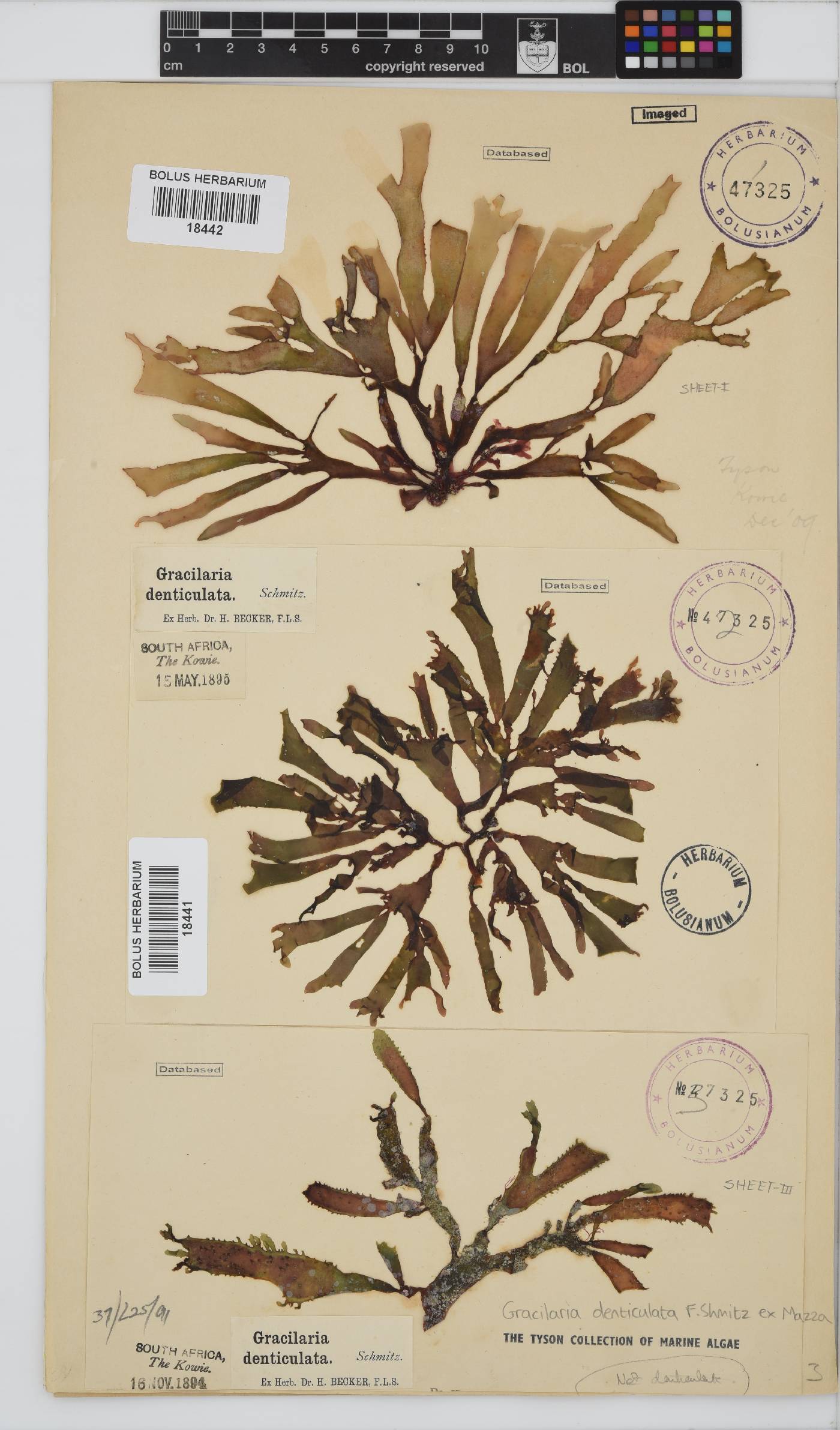 Gracilaria denticulata image