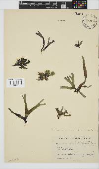 Gracilaria denticulata image