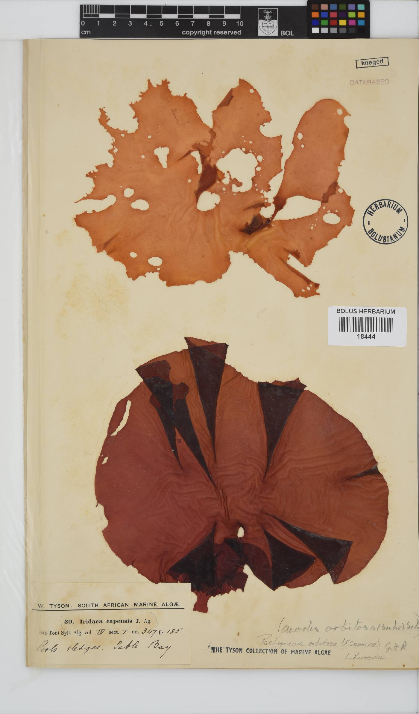 Pachymenia orbitosa image
