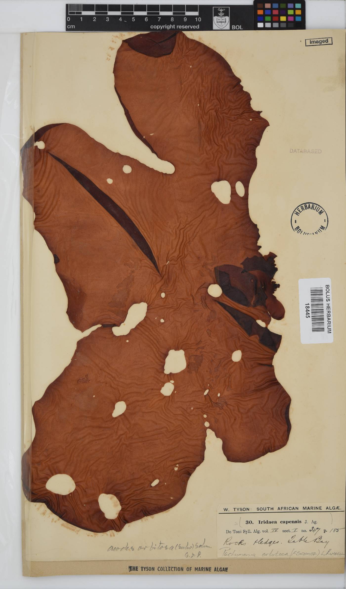 Pachymenia orbitosa image