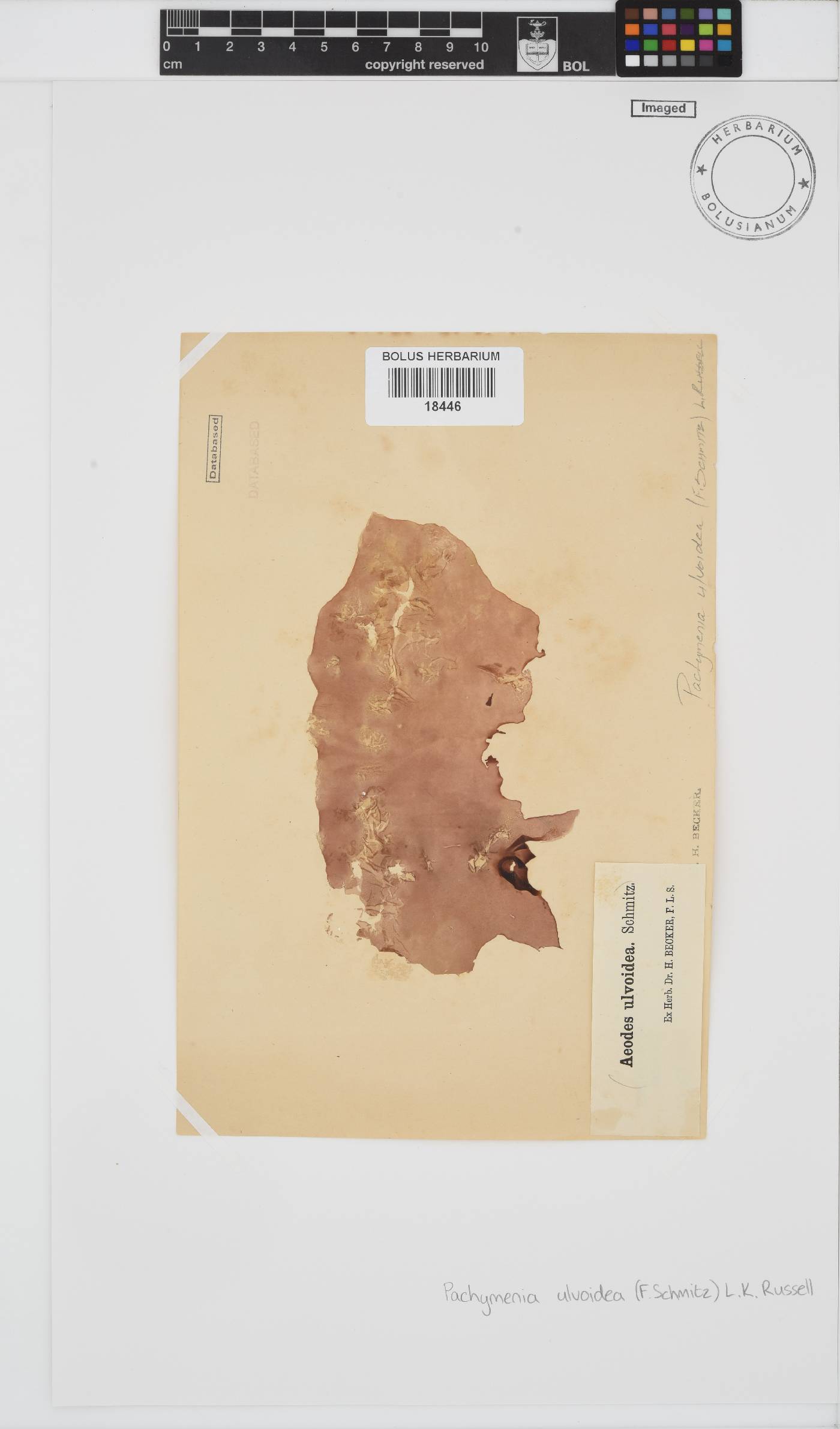 Pachymenia ulvoidea image