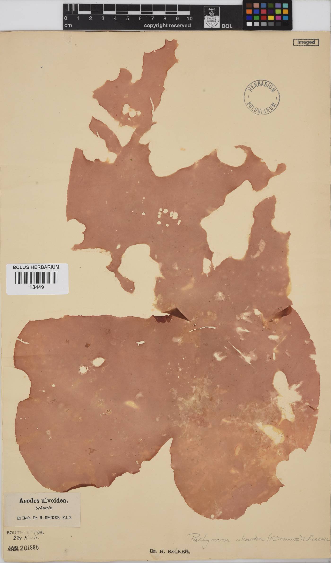 Pachymenia ulvoidea image