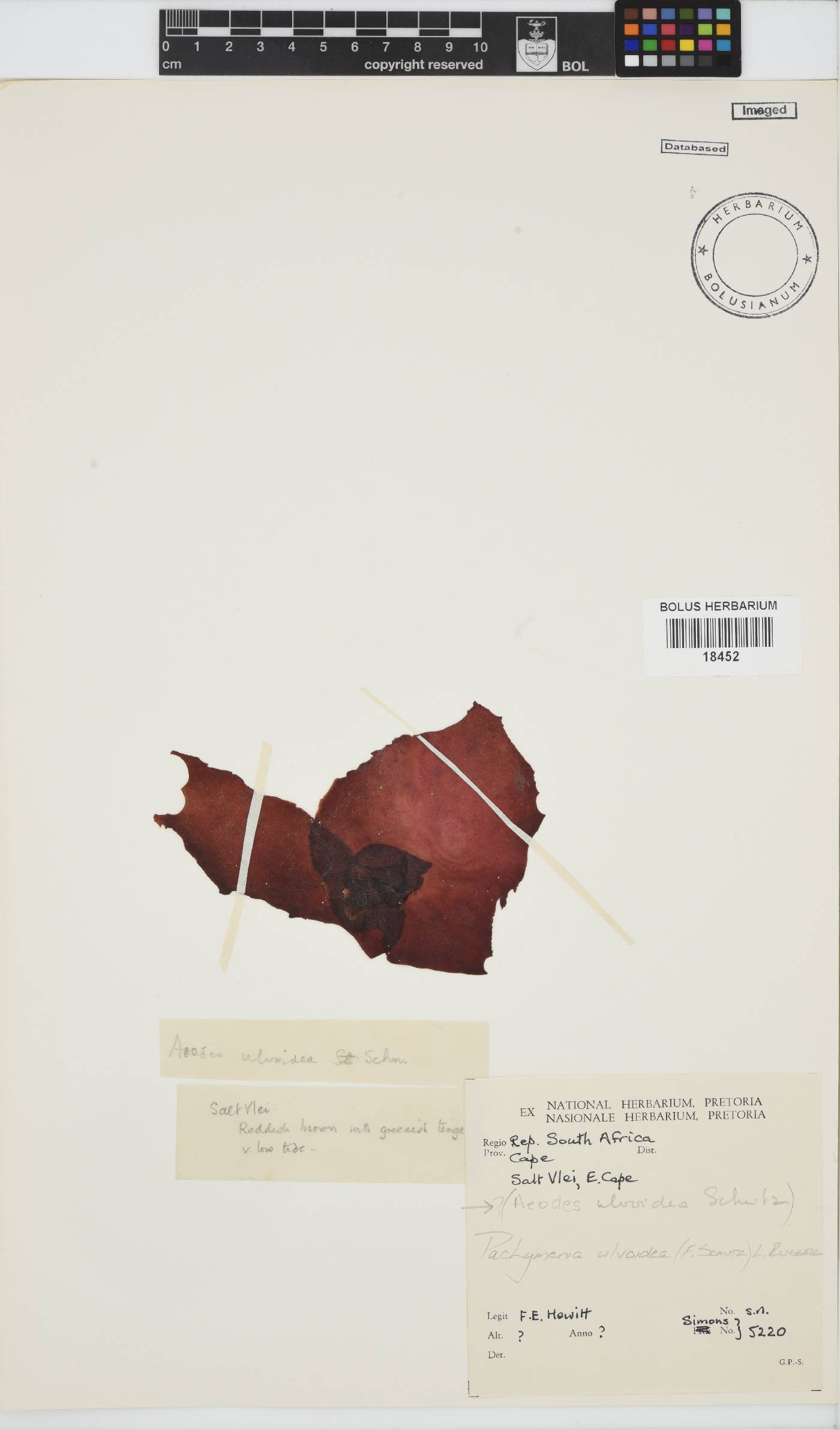 Pachymenia ulvoidea image
