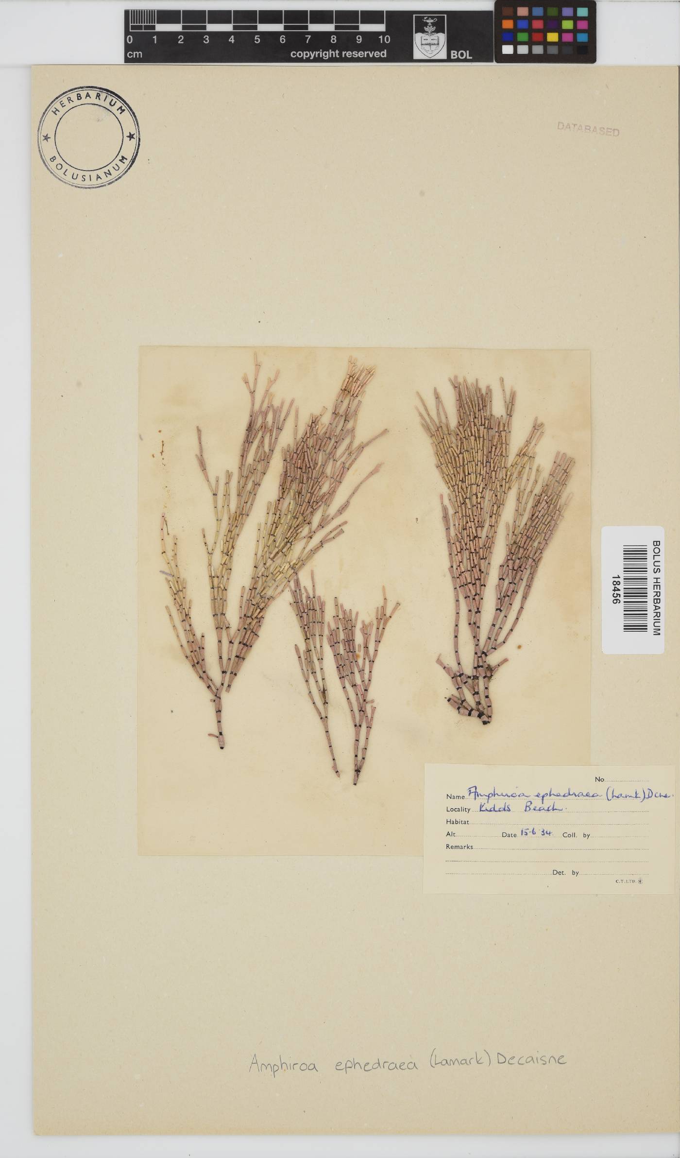 Amphiroa ephedraea image