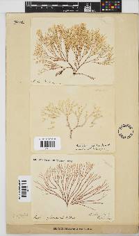 Amphiroa ephedraea image