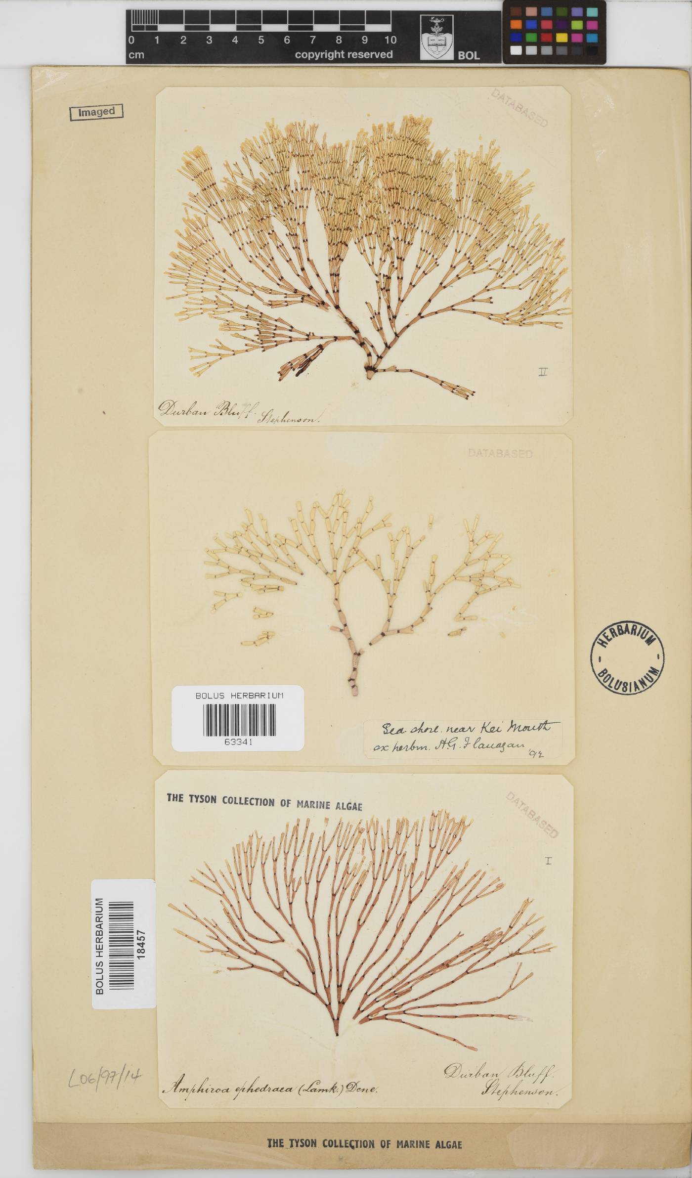 Amphiroa image