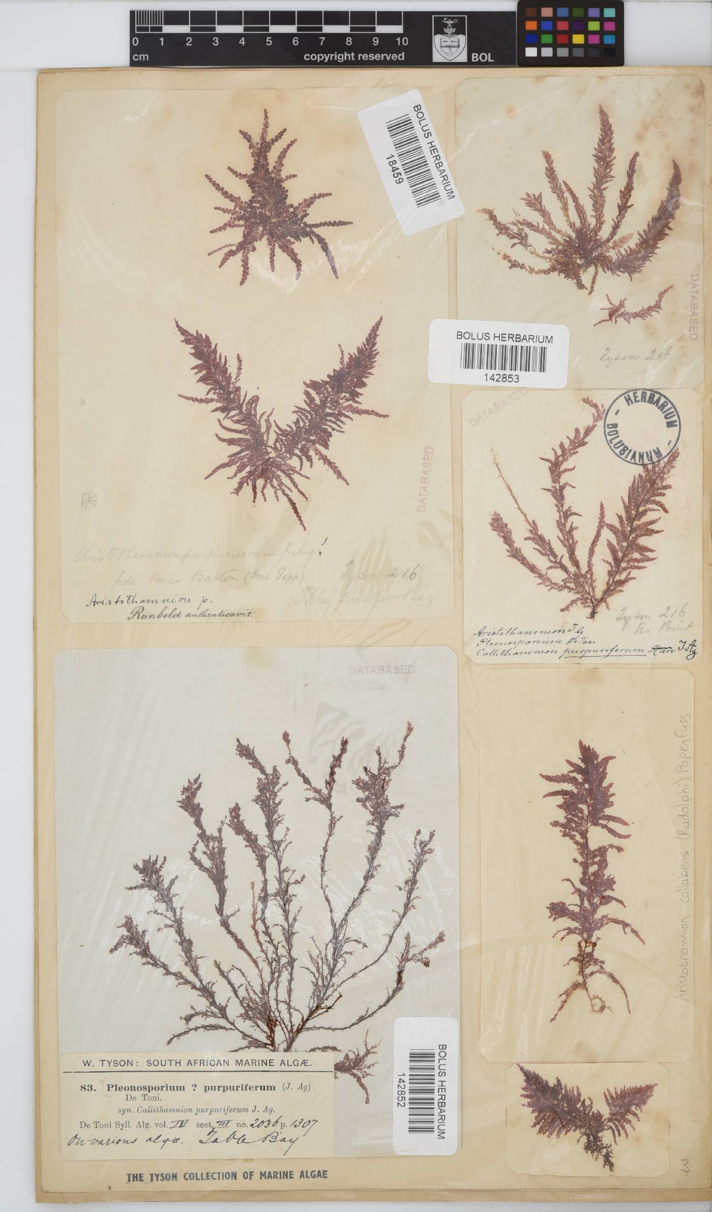 Callithamnion image