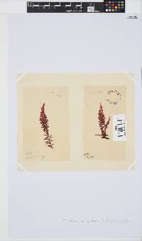 Callithamnion collabens image