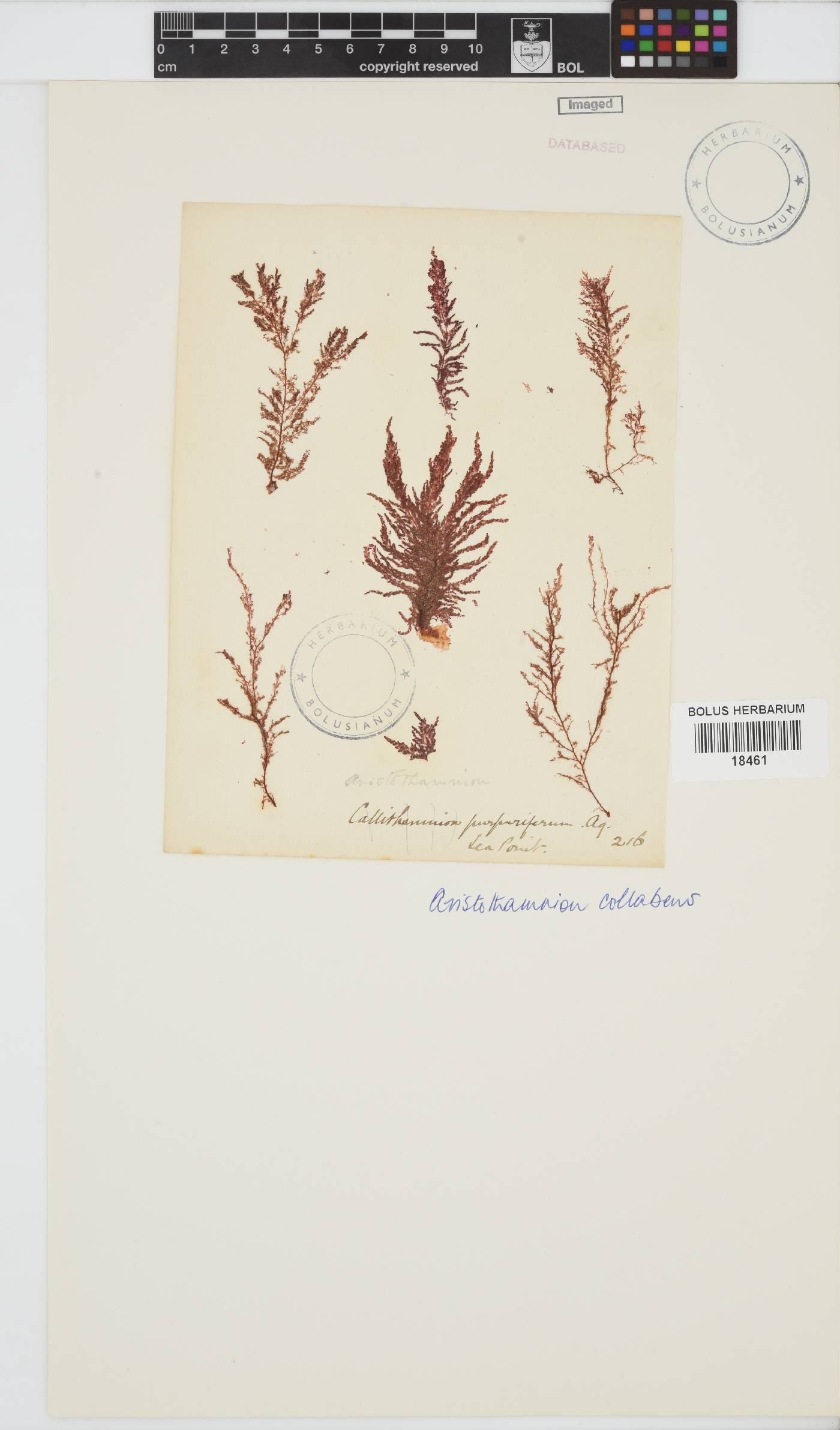 Callithamnion collabens image