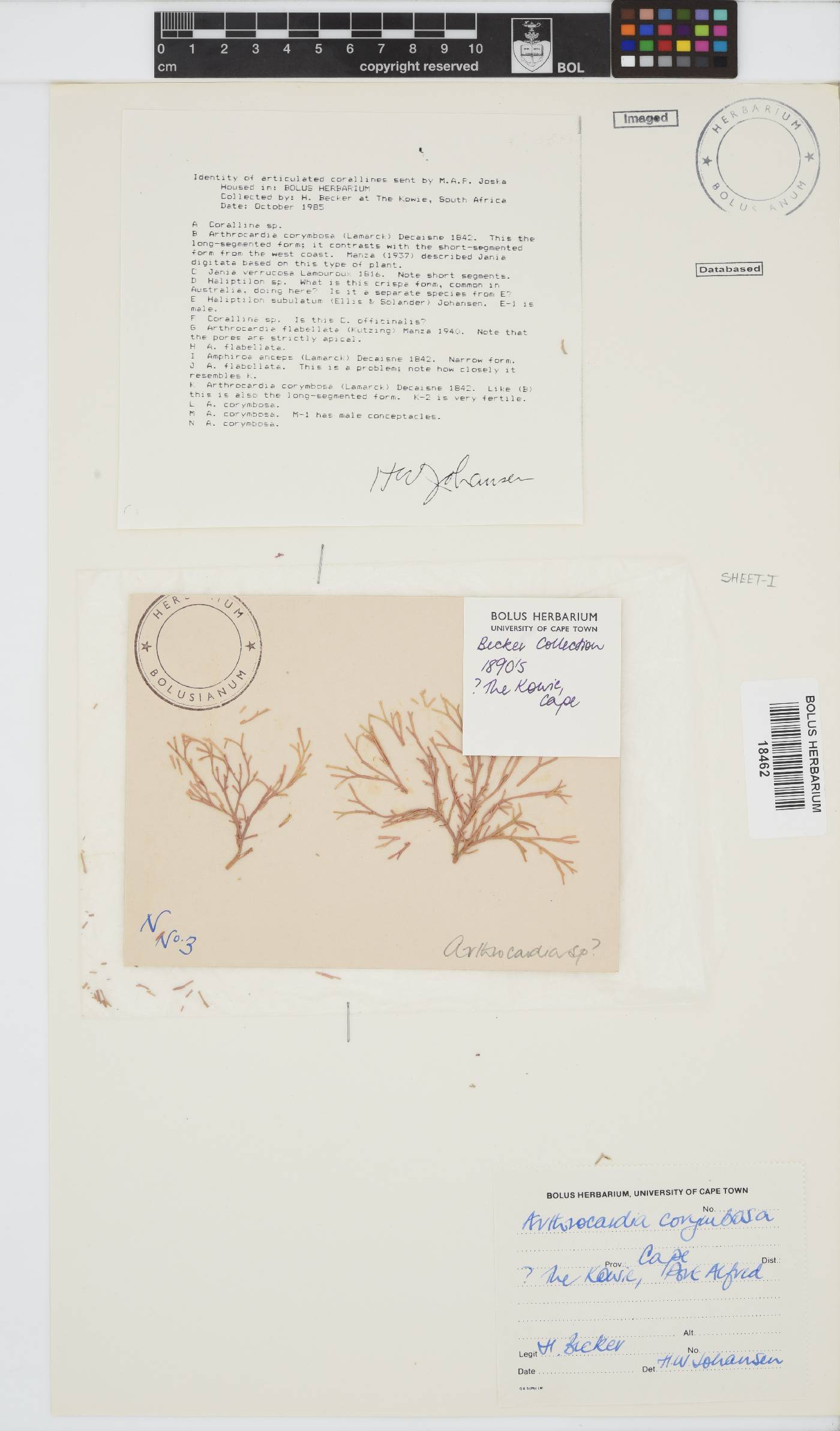 Arthrocardia corymbosa image