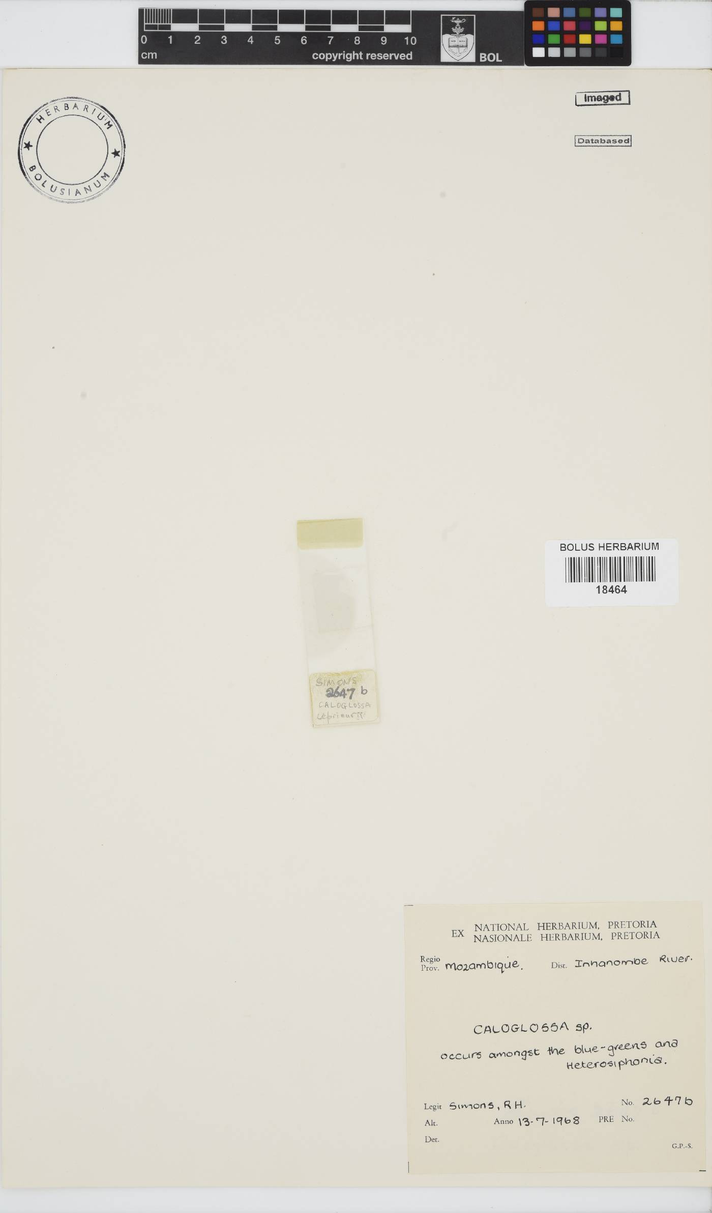 Caloglossa image
