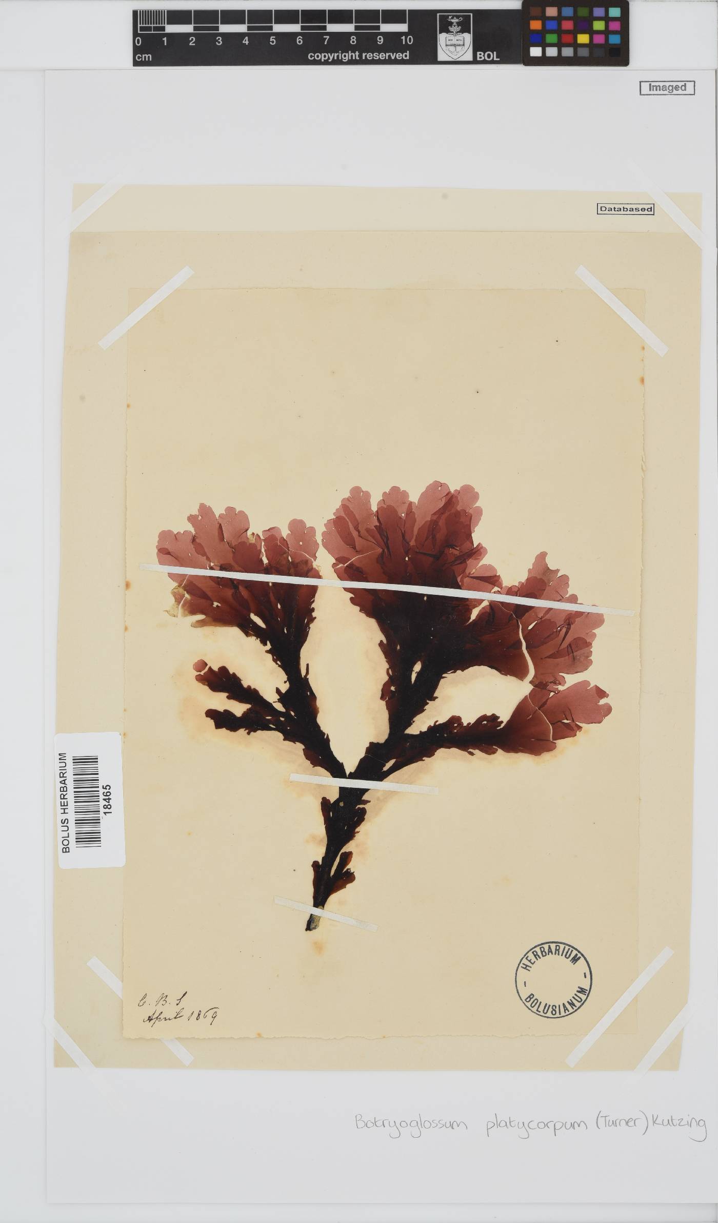 Botryoglossum platycarpum image