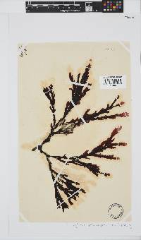 Botryoglossum platycarpum image