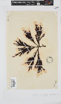 Botryoglossum platycarpum image