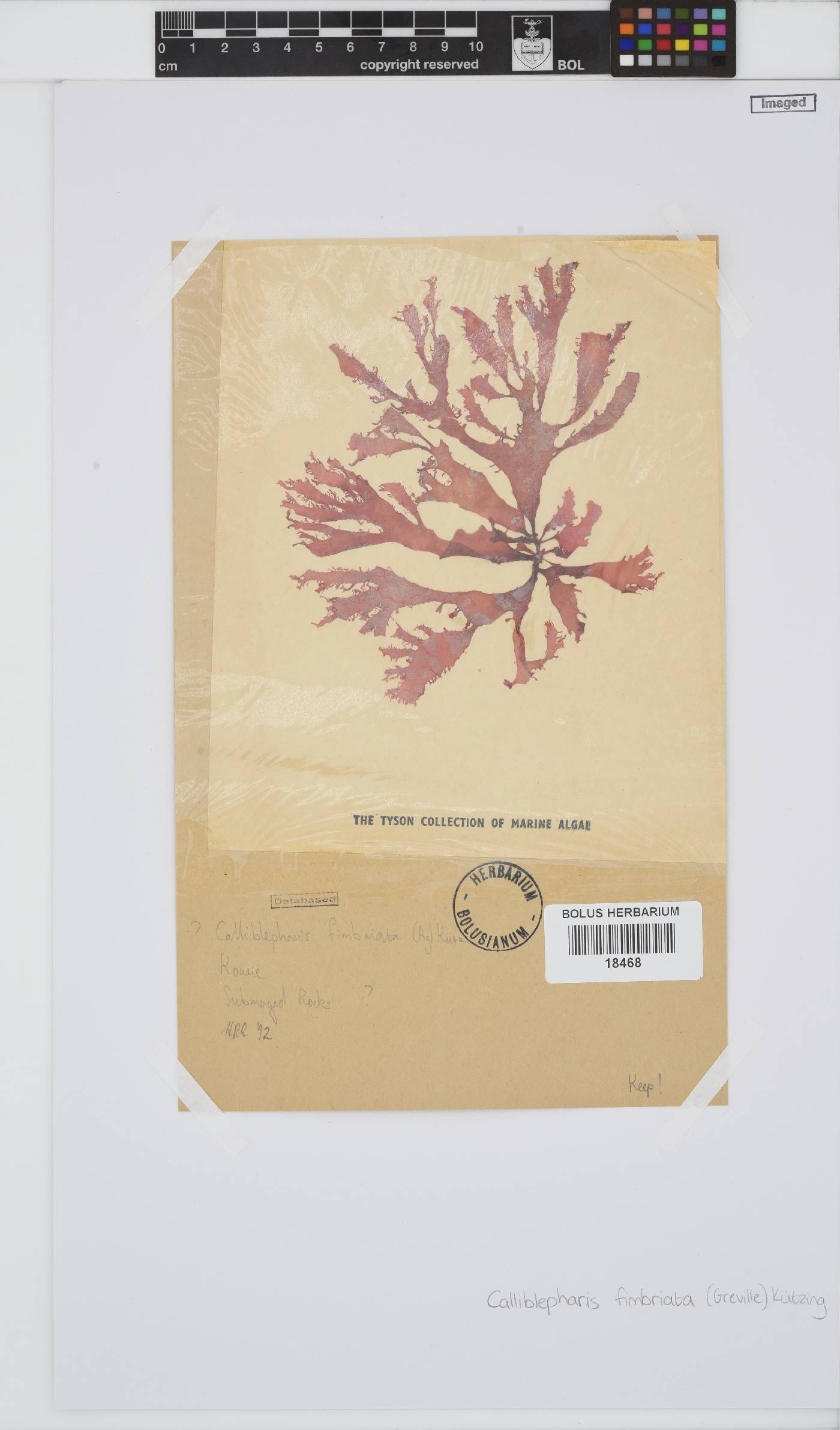 Calliblepharis fimbriata image