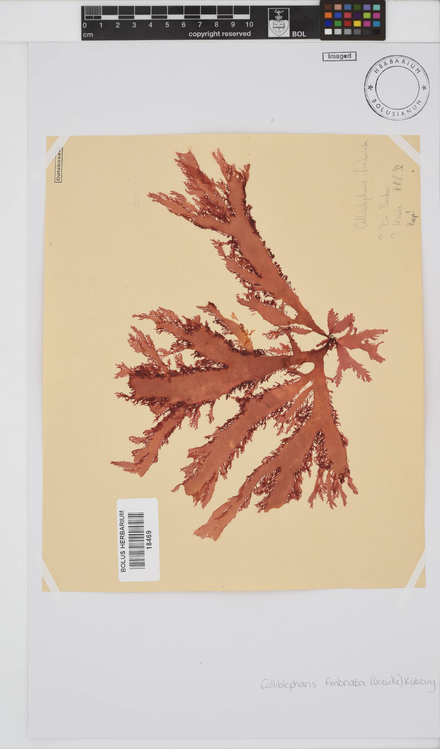 Calliblepharis fimbriata image