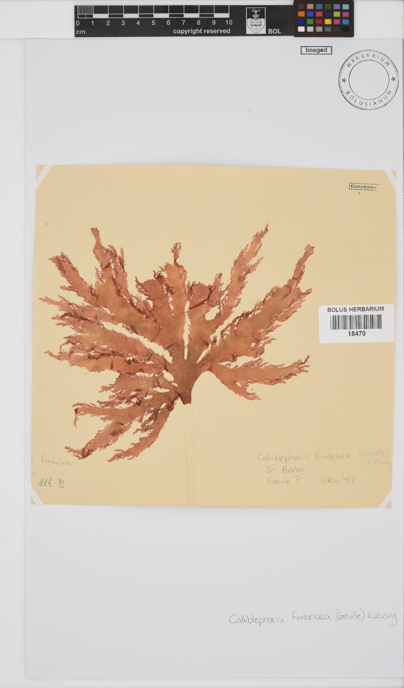 Calliblepharis image