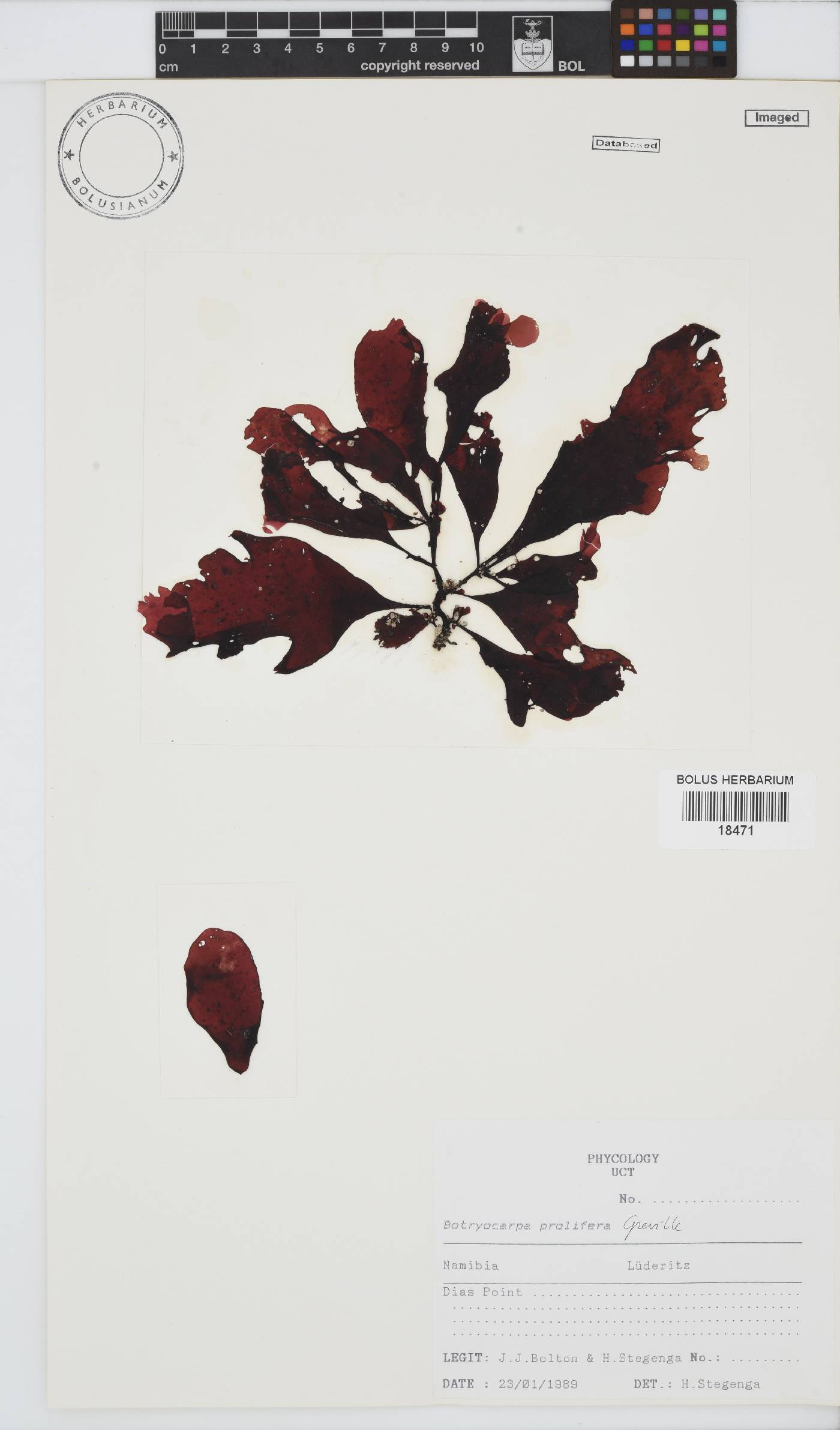 Botryocarpa prolifera image