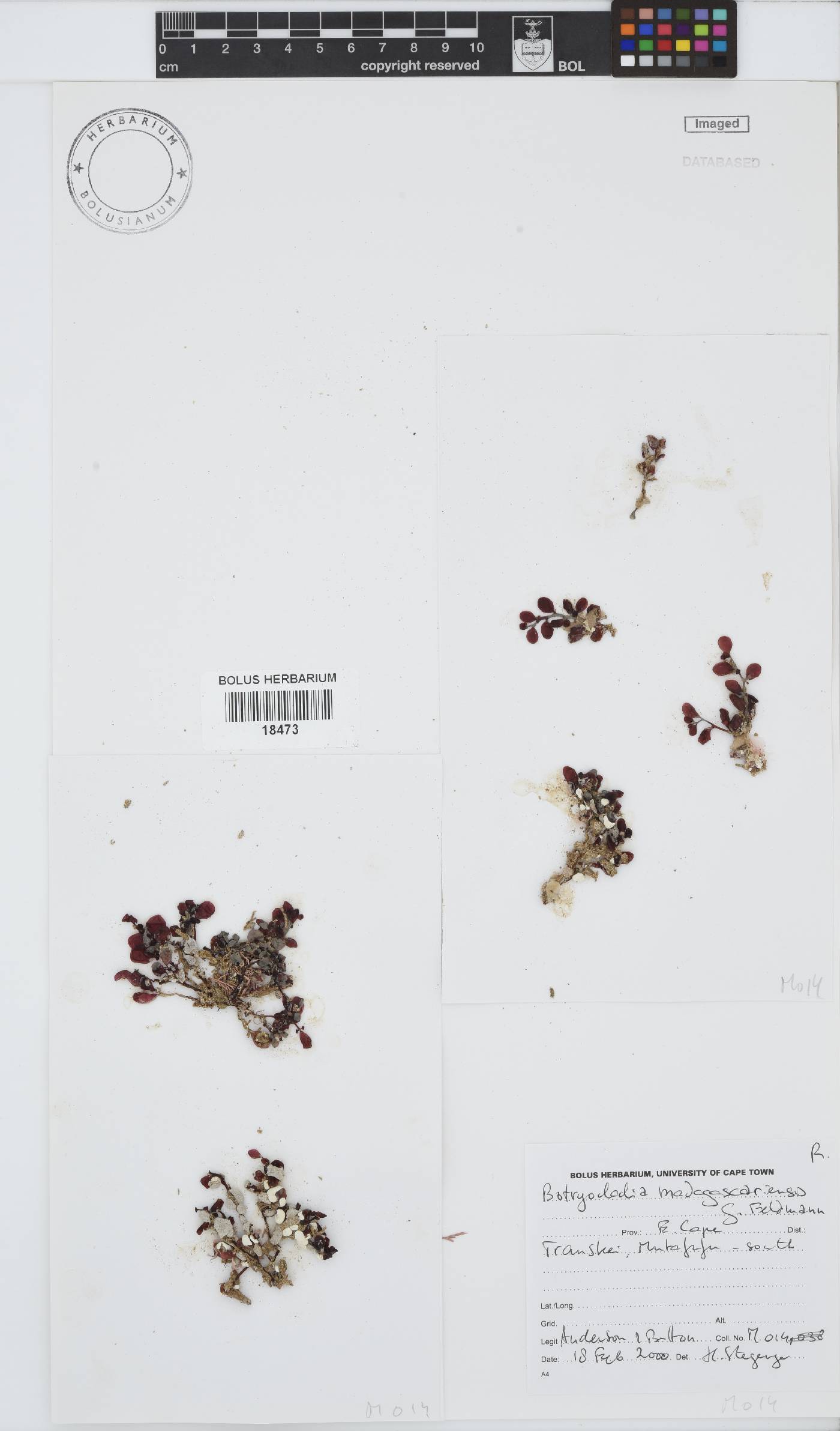 Botryocladia image