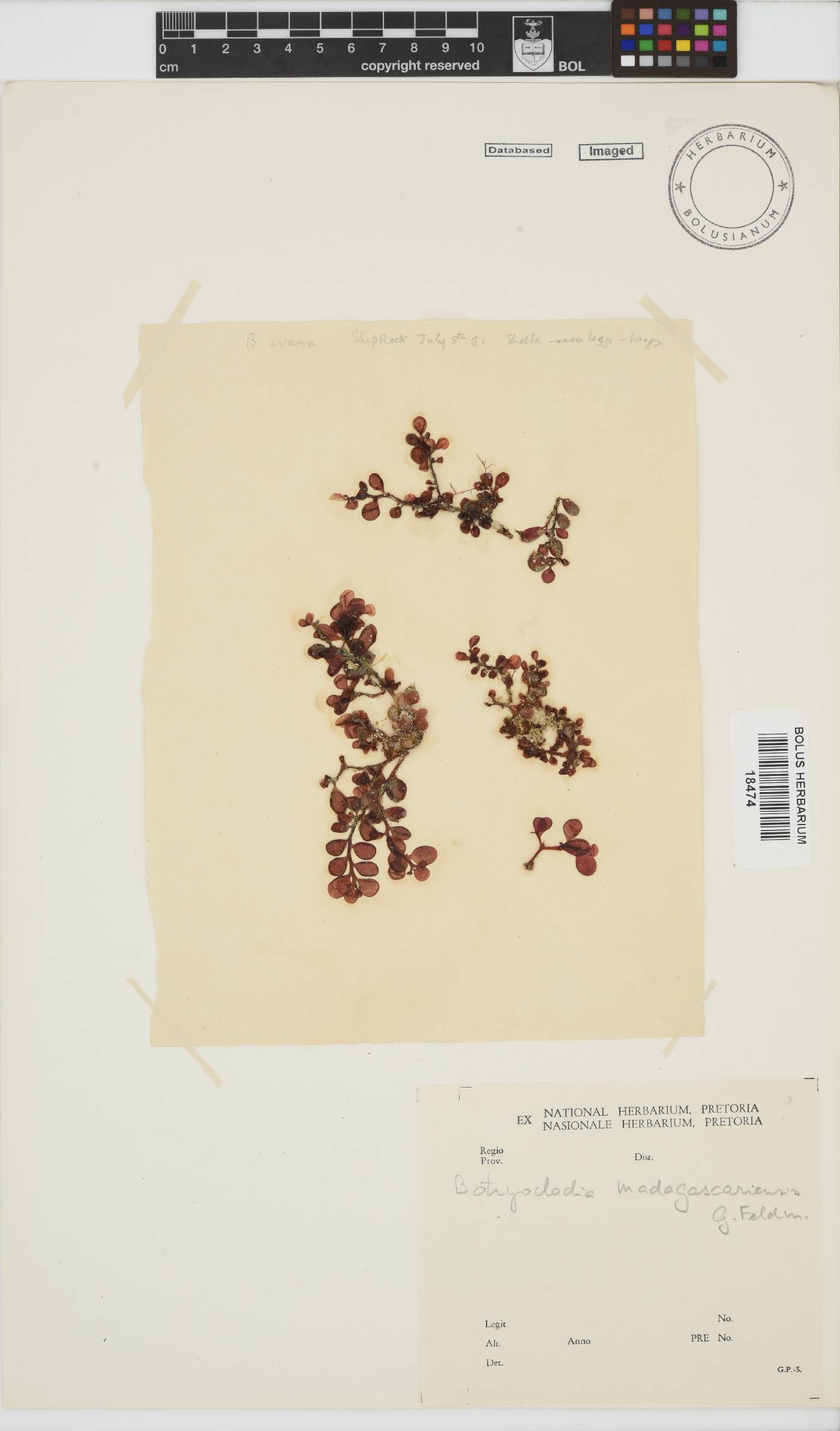 Botryocladia madagascariensis image