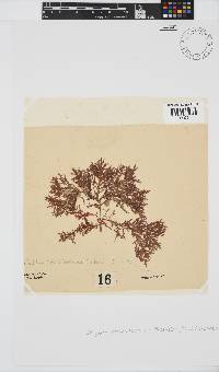 Inkyuleea beckeri image