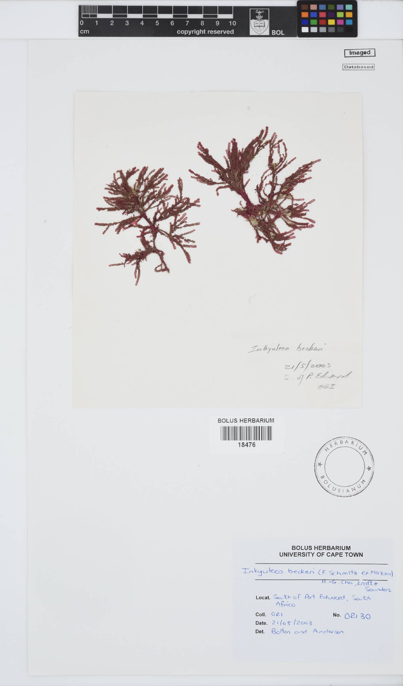 Inkyuleea beckeri image