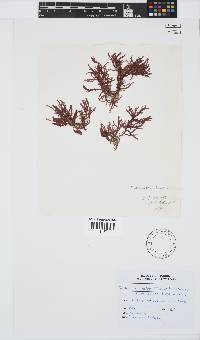 Inkyuleea beckeri image