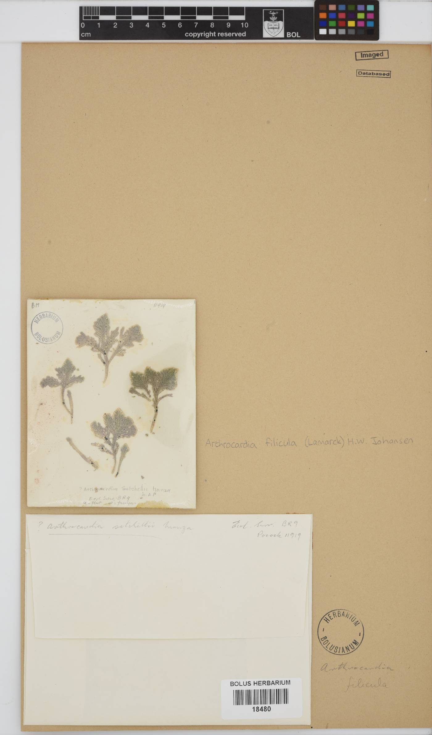 Arthrocardia filicula image