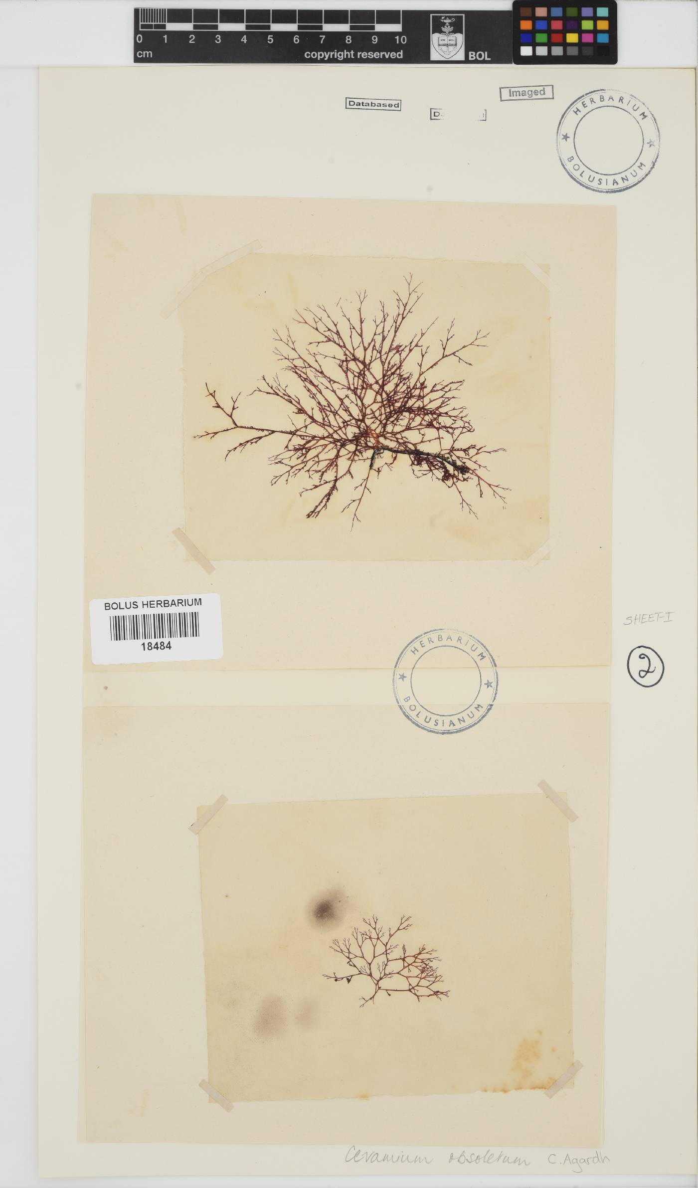 Arthrocardia flabellata image
