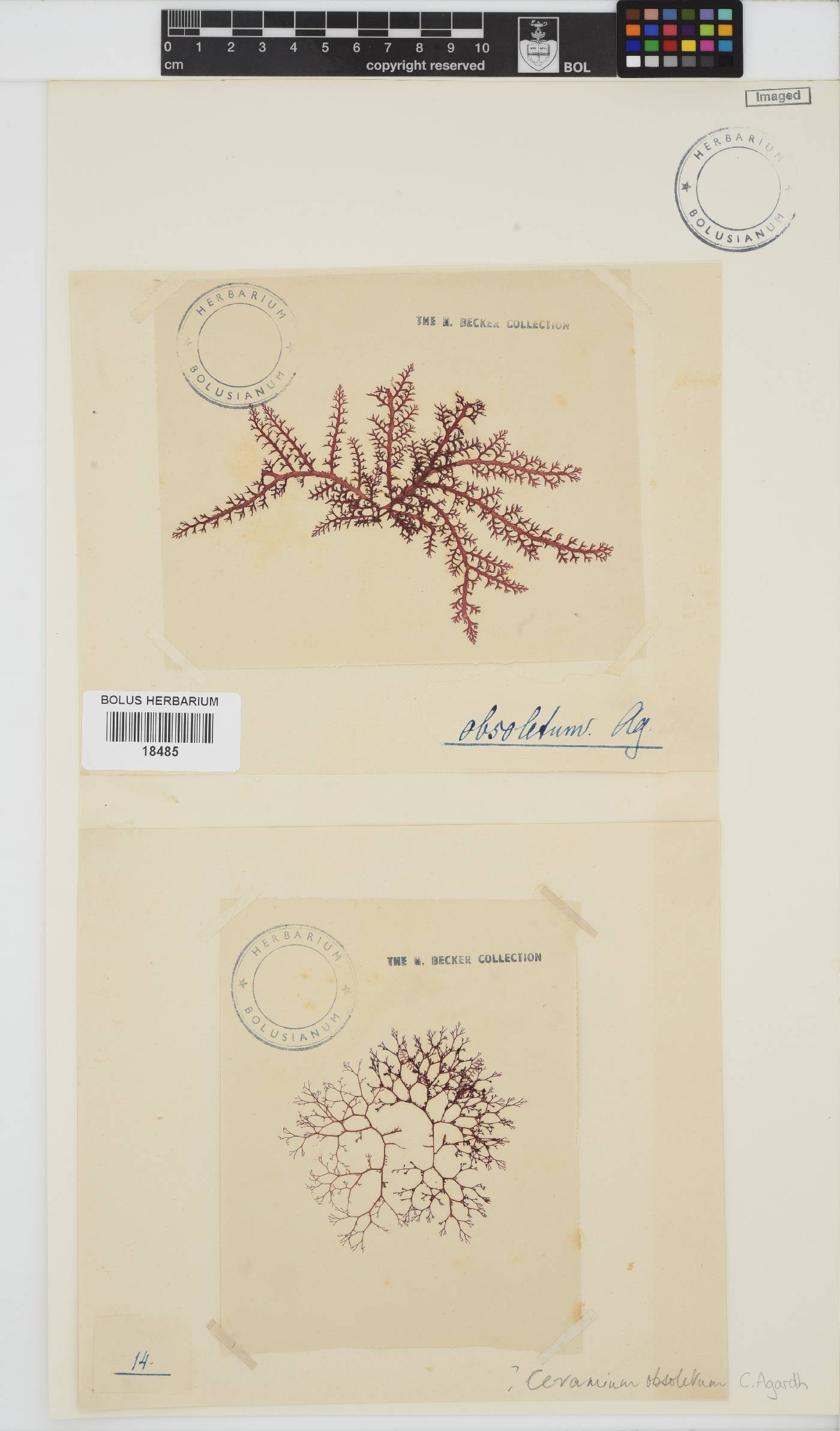 Carpoblepharis image