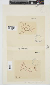 Carpoblepharis obsoleta image
