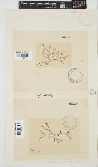 Carpoblepharis obsoleta image
